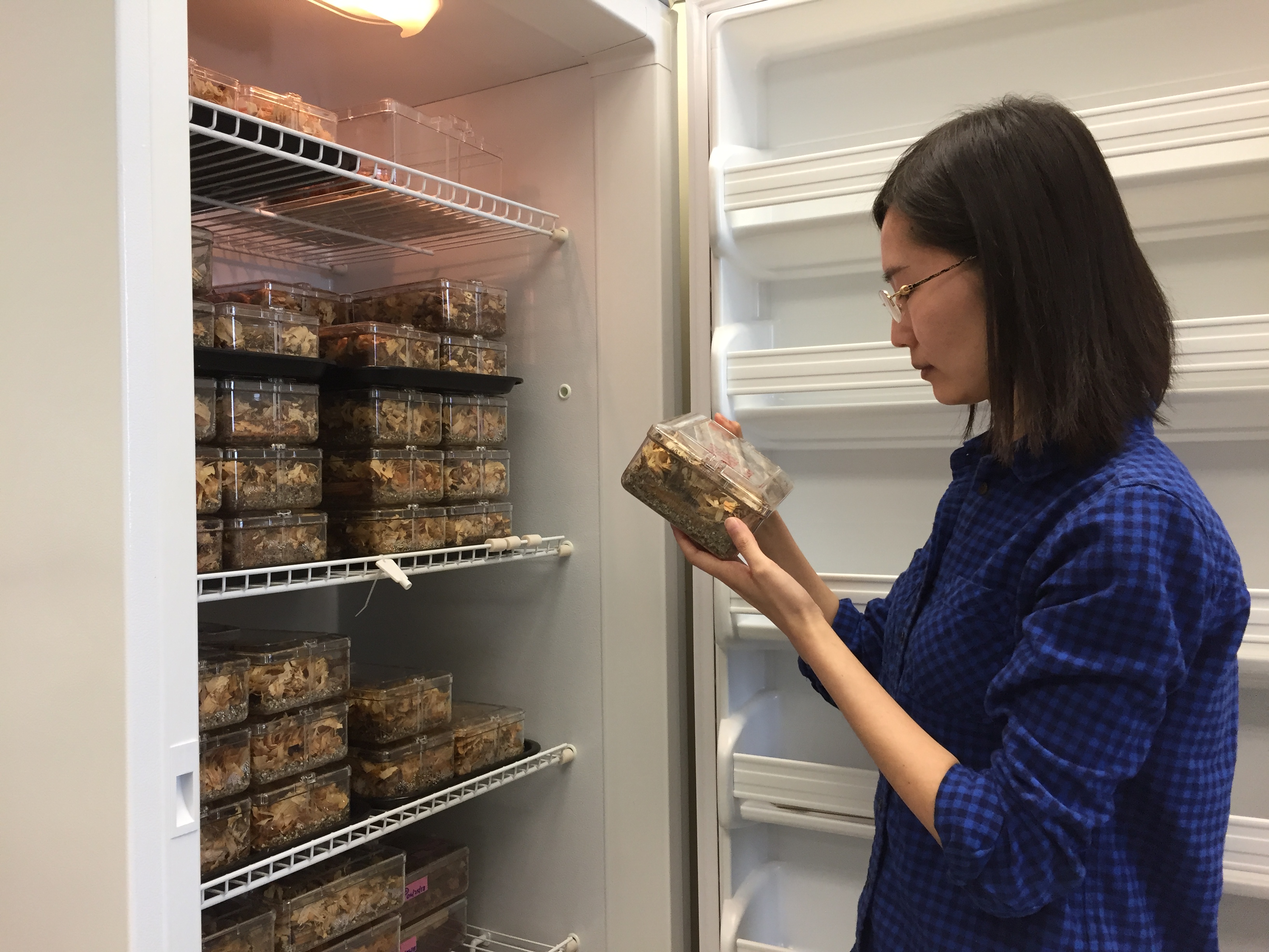 Louisiana homeowners should prepare for upcoming termite swarms 